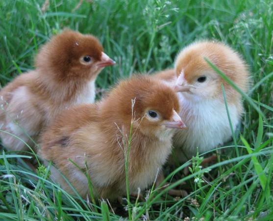 2 Week Old Steight Run 1