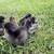 Silkie Chicks 5 thumbnail