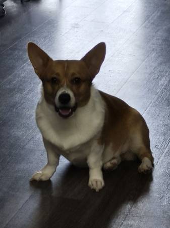 Dogsitting offered! (Mustang)63670591059203120