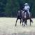 Horse training/lessons, youngster starting 5 thumbnail
