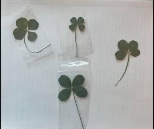 Authentic Four Leaf Clover 1
