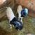 Boer bucks 1 thumbnail