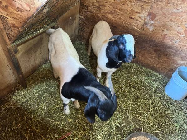 Boer bucks 1