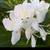 LIVE White Ginger (Hedychium Coronarium)ROOT Only 1 thumbnail
