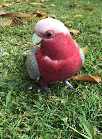 Smoked-Free Galah Cockatoo Bird