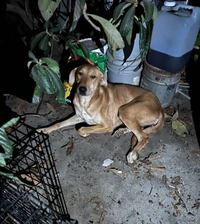 Female 1 yr old Great Dobernees (Natomas)63848875282817121