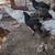 Chickens 6 thumbnail