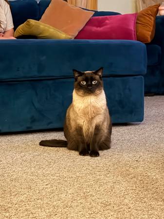 3 year old Siamese Cat - Rehoming to calm environment (sonoma)