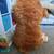Large stuffed Highlander Bull toy 3 thumbnail