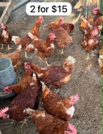 Layer chickens,hens 1