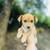 rehoming chihuahua 2 thumbnail