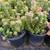 1 gallon Succulent - Crassula perforata "Variegated" - $4 5 thumbnail