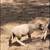 Sheep 1 thumbnail