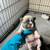 French Bulldog Puppies 2 thumbnail
