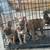 Frenchie Puppies 1 thumbnail