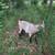 Billy goat 3 thumbnail