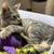 Kittens for adoption 1 thumbnail
