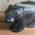 Big Sky Carvers Wood Skunk 2 thumbnail