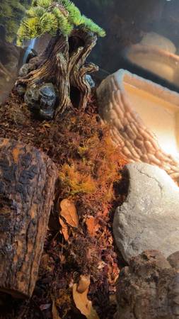 Ball Python and set up 1