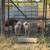 Pigs 1 thumbnail