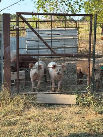 Pigs 1
