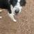 Rehoming Border Collie puppies 7 thumbnail
