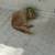 Cream/orange cat 2 thumbnail