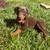AmericanDoberman Female Puppy 8 thumbnail