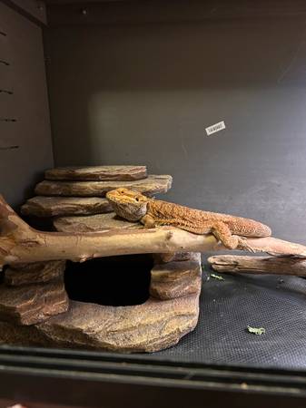 bearded dragon (Lincoln)63857444731649121