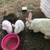 Flemish Giant Rabbits 1 thumbnail