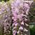 🌸 Pink Chinese Wisteria 🌿 11 thumbnail