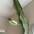 Cactus 7 feet tall 2 thumbnail