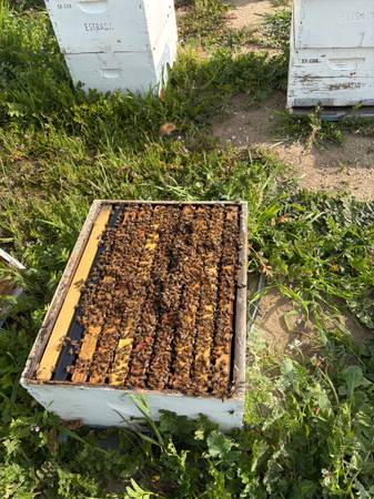 Beekeeping Equipment 1