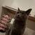 Grey British Short Hair Cat 3 thumbnail