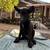 Belgian Malinois puppies 4 thumbnail