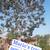 Professional Tree Trimming & Removal Services – Affordable & Reliable! 7 thumbnail