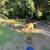 Coonhound 4 thumbnail