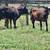 Calves 11 thumbnail