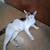 Rehoming and small adoption fee 2 thumbnail