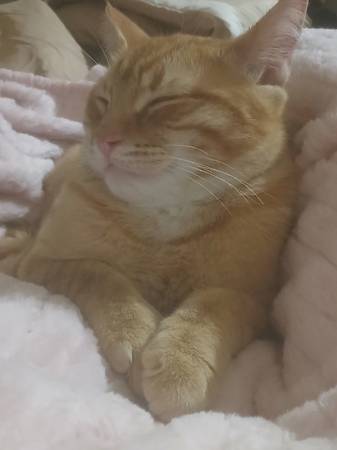 GATO NARANJA DESAPARECIDO/ROBADO (Rochester wa)63853558494977120