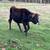 Year old Jersey Steer 5 thumbnail
