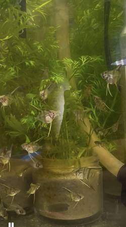 Free baby angelfish 1