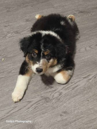 Mini Aussie Puppy (Mulino)63842372891265120