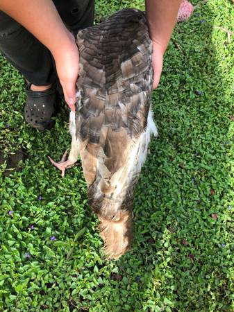 Free range Thanksgiving Turkeys 1