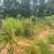 Clearing --- Grading --- Bush Hogging --- Septic Systems 21 thumbnail