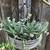 A basket of Haworthia & string of pearls 2 thumbnail