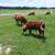 Highland bull 1 thumbnail