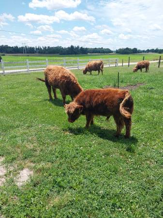 Highland bull 1