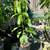 Avocado Trees 🥑🥑🥑 4 thumbnail