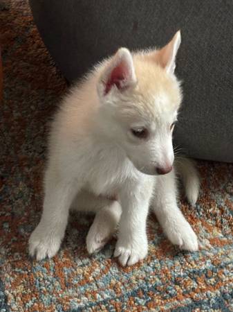 Friendly husky puppy (Burbank)63913719387266120